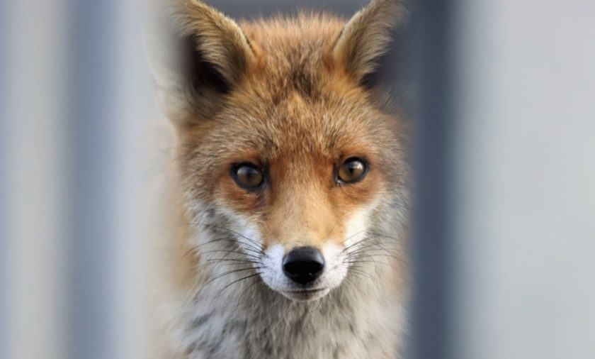 News and Info from Deeside, Flintshire, North Wales