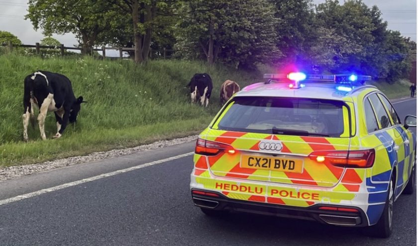 News and Info from Deeside, Flintshire, North Wales