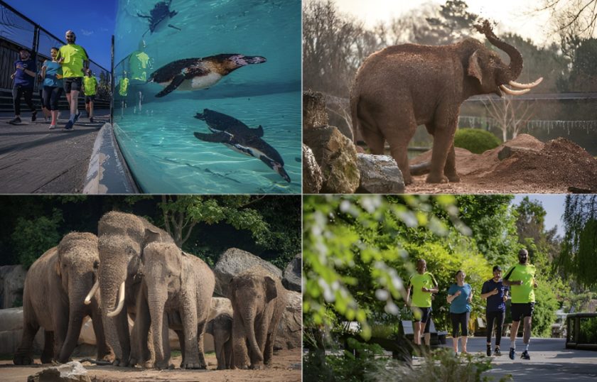 Chester Zoo launches 10K Run for Nature… and here’s how you can sign up