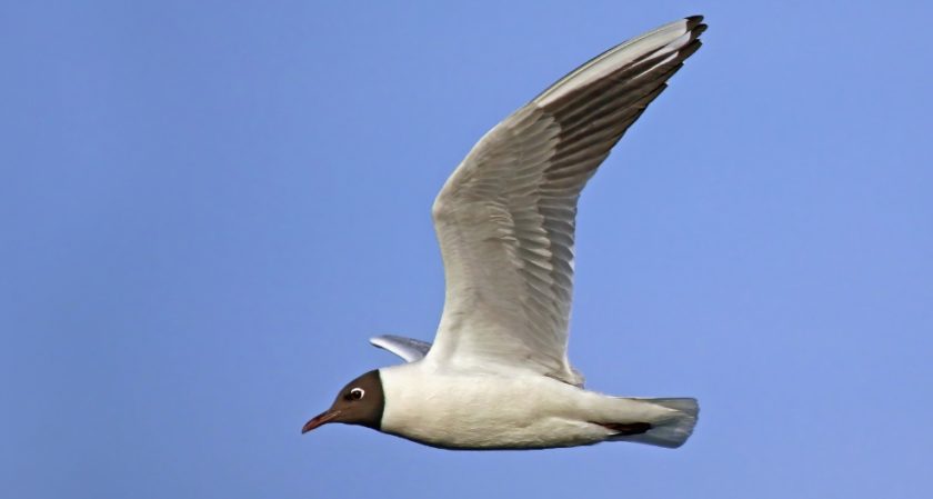News and Info from Deeside, Flintshire, North Wales