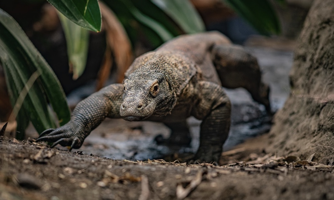 Chester Zoo celebrating the arrival of two baby Komodo dragons