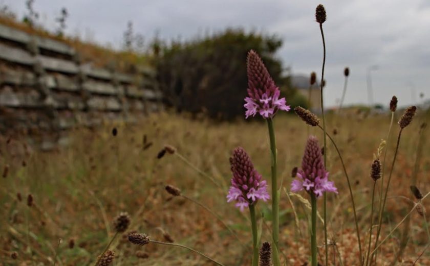 News and Info from Deeside, Flintshire, North Wales