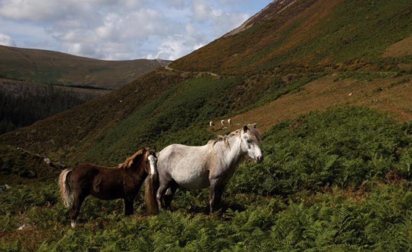 News and Info from Deeside, Flintshire, North Wales