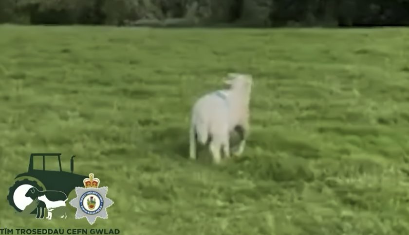 News and Info from Deeside, Flintshire, North Wales