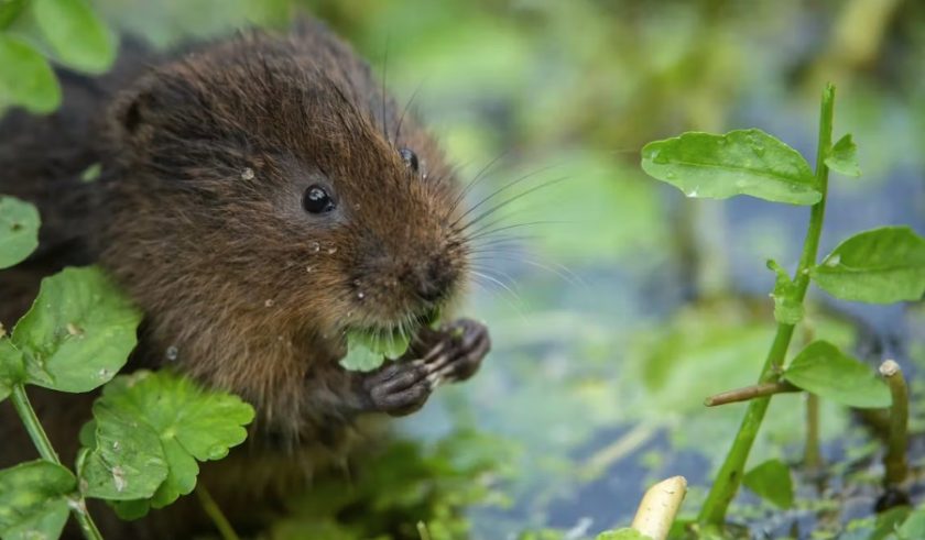 News and Info from Deeside, Flintshire, North Wales