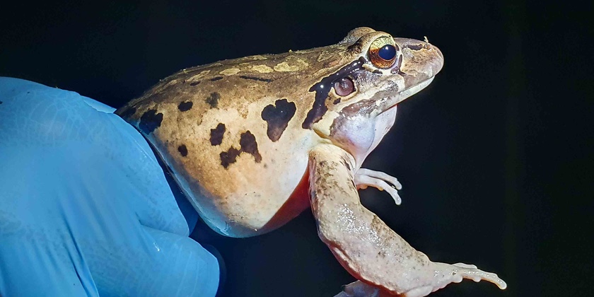 Chester Zoo sounds alarm as one of world’s largest frogs becomes virtually extinct