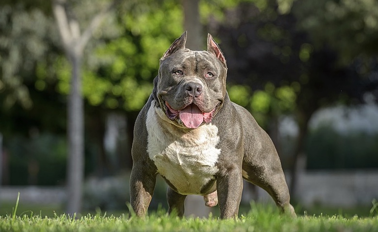 XL Bully dogs to be banned from end of year