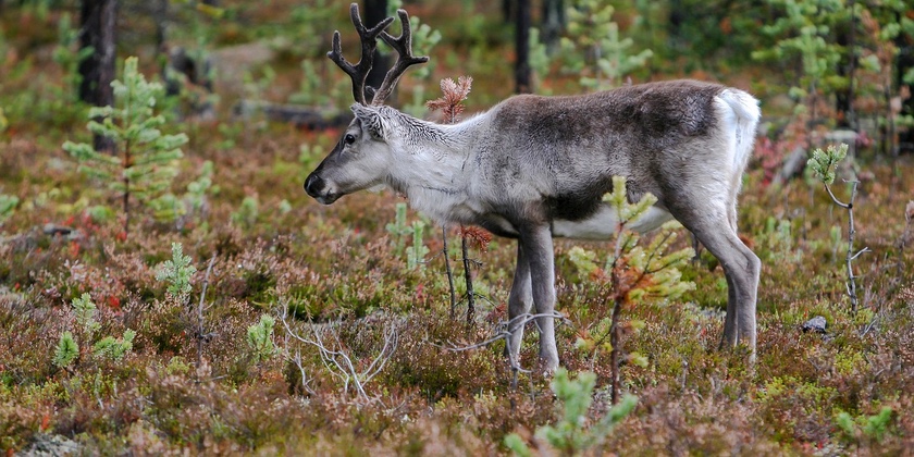 Plans for Christmas tree farm and reindeer centre near the Wrexham / Flintshire border refused by council