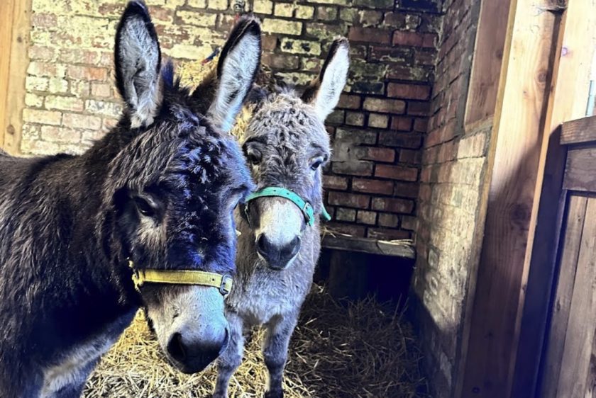 News and Info from Deeside, Flintshire, North Wales