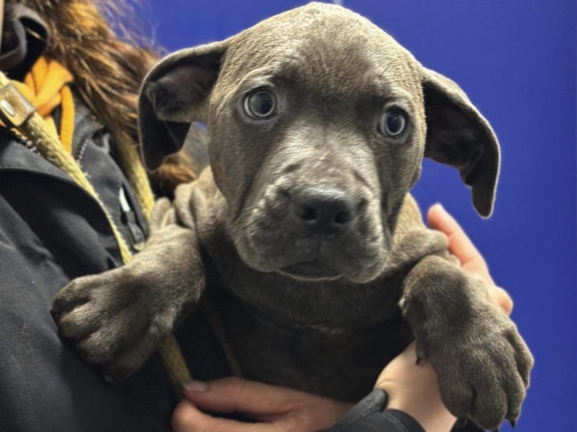 Over 100 people answer Flintshire rescue’s call to help find homes for XL pups found dumped on Boxing Day
