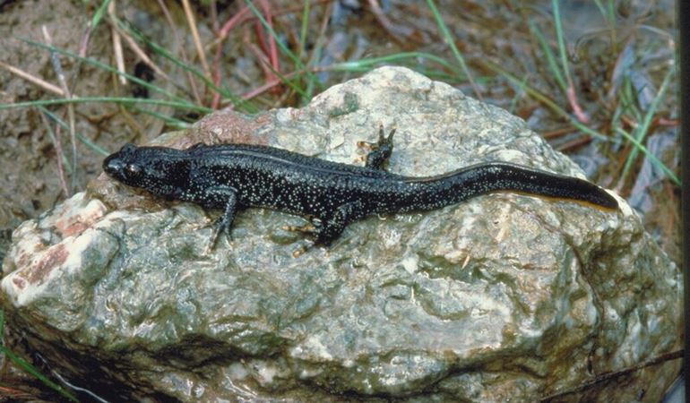 Rare newts thrive after Flintshire pond restoration