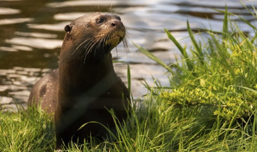 News and Info from Deeside, Flintshire, North Wales