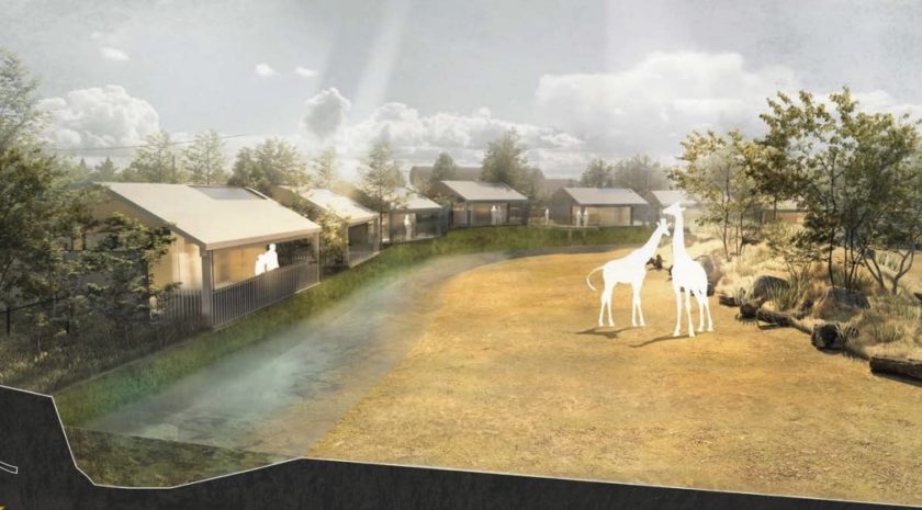 Chester Zoo: Green light for safari style lodges overlooking giraffes grazing on savannah
