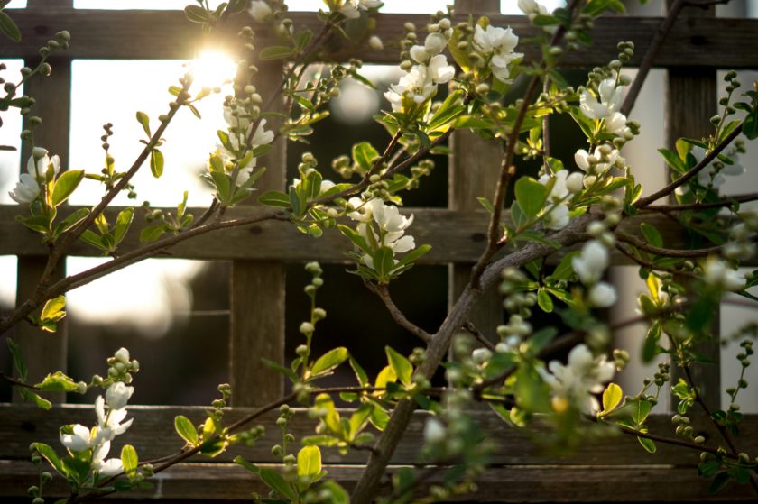 News and Info from Deeside, Flintshire, North Wales