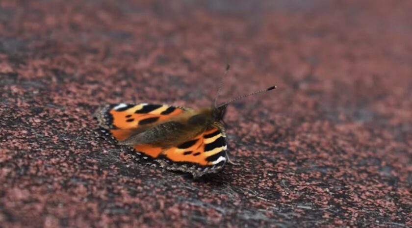 Where are all the butterflies? Possibly in your shed