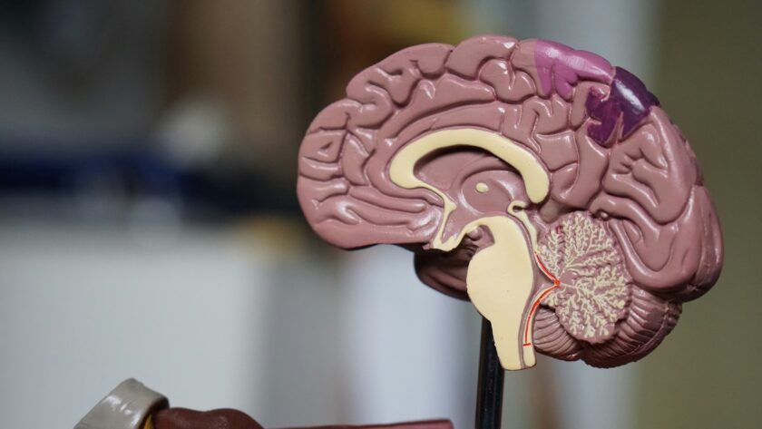 Does Alzheimer’s run in the family? What you need to know