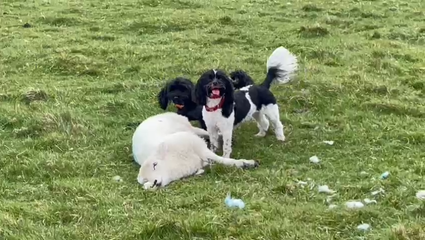 News and Info from Deeside, Flintshire, North Wales
