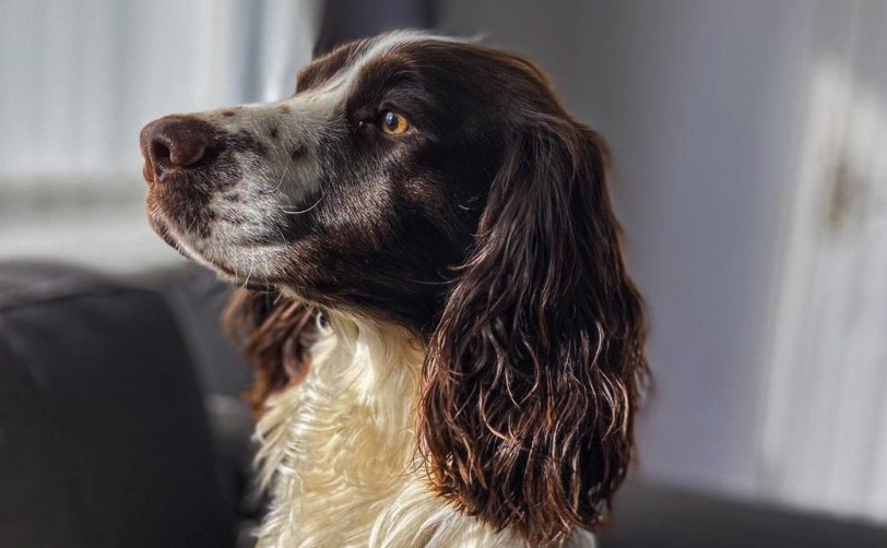 RSPCA Cymru backs landmark animal welfare proposals