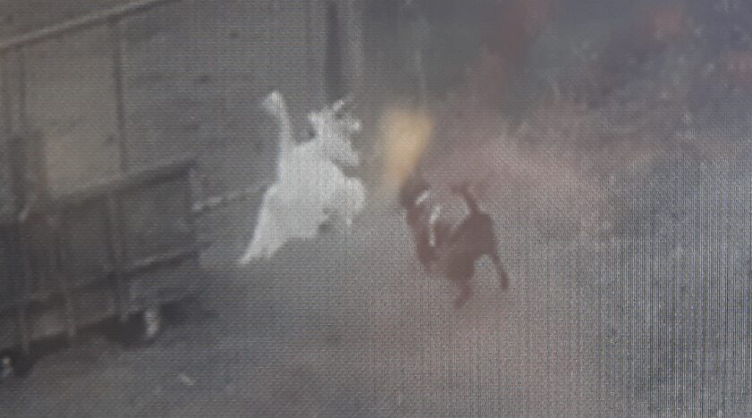 Police release images after dog attack leaves geese severely injured in Greenfield Valley