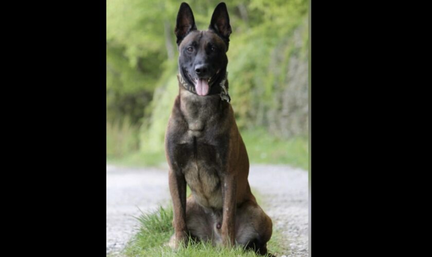Police dog Vega tracks down suspects after high-speed chase on M56 in Cheshire