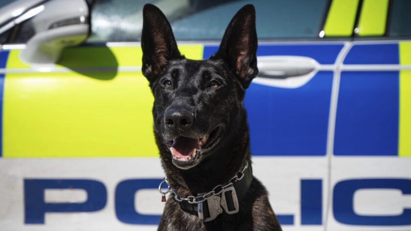Cheshire and North Wales Police Dog Unit pay tribute to PD Toro