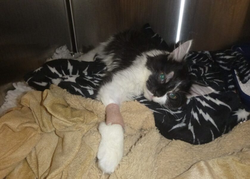 RSPCA Cymru reports rise in summer animal cruelty in Wales