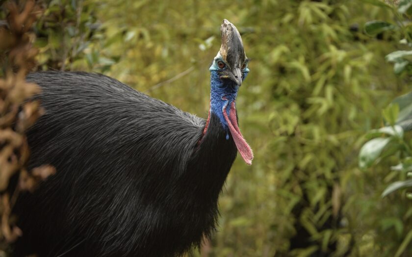 Chester Zoo: ‘Dinosaur’ bird’s deep call may improve cassowary conservation