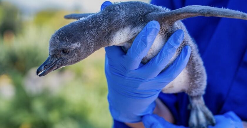 Rare Humboldt penguin chicks named after constellations at Chester Zoo