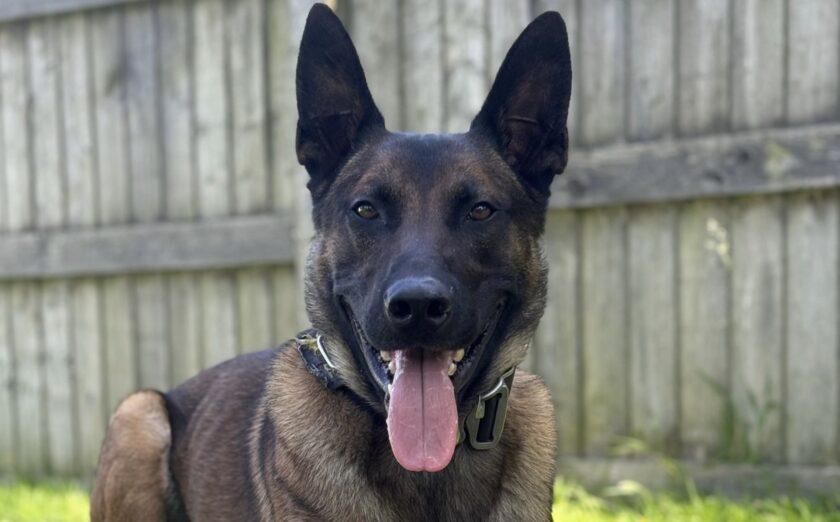 Police dog Tag helps track suspects in Mold and Wrexham