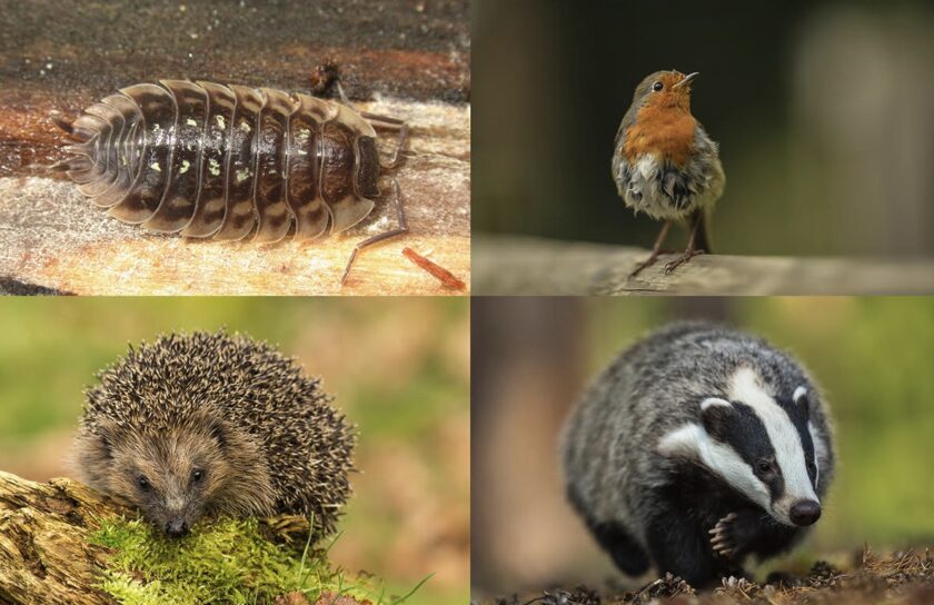 News and Info from Deeside, Flintshire, North Wales