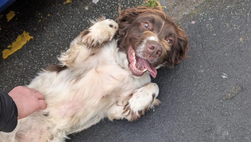 News and Info from Deeside, Flintshire, North Wales 
