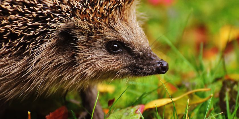 News and Info from Deeside, Flintshire, North Wales